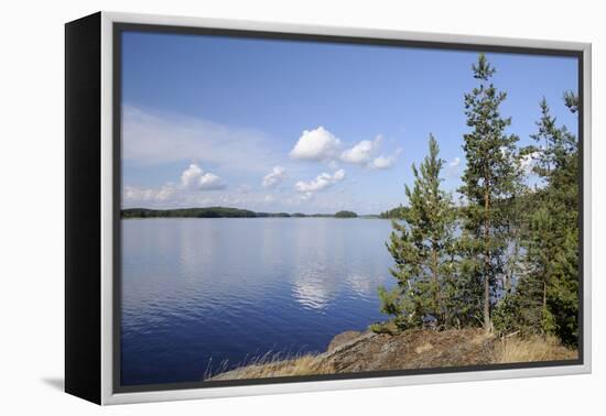 Young Scots Pine Trees (Pinus Sylvestris) Growing Near Rocky Shore of Lake Saimaa-Nick Upton-Framed Premier Image Canvas