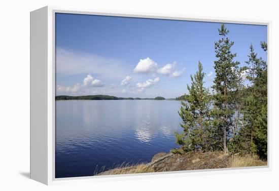 Young Scots Pine Trees (Pinus Sylvestris) Growing Near Rocky Shore of Lake Saimaa-Nick Upton-Framed Premier Image Canvas