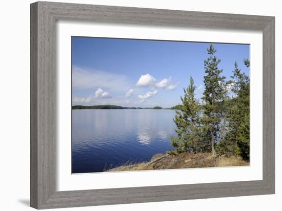Young Scots Pine Trees (Pinus Sylvestris) Growing Near Rocky Shore of Lake Saimaa-Nick Upton-Framed Photographic Print