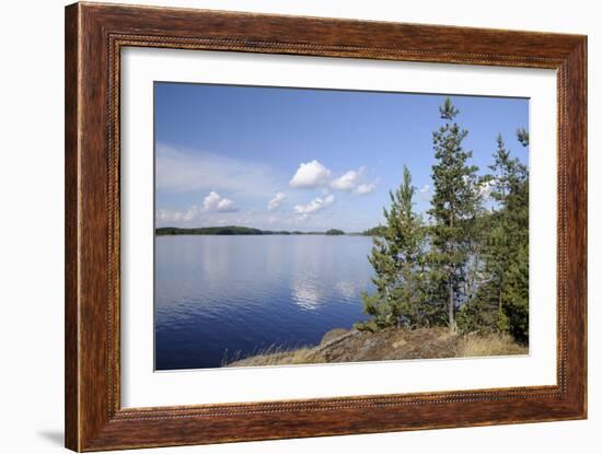 Young Scots Pine Trees (Pinus Sylvestris) Growing Near Rocky Shore of Lake Saimaa-Nick Upton-Framed Photographic Print