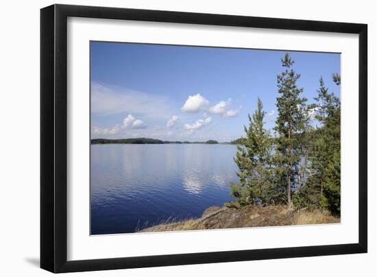 Young Scots Pine Trees (Pinus Sylvestris) Growing Near Rocky Shore of Lake Saimaa-Nick Upton-Framed Photographic Print