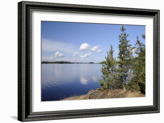 Young Scots Pine Trees (Pinus Sylvestris) Growing Near Rocky Shore of Lake Saimaa-Nick Upton-Framed Photographic Print