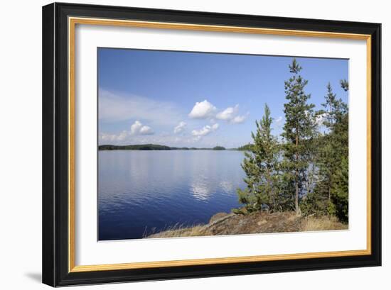 Young Scots Pine Trees (Pinus Sylvestris) Growing Near Rocky Shore of Lake Saimaa-Nick Upton-Framed Photographic Print