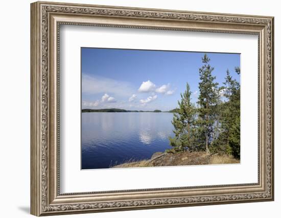 Young Scots Pine Trees (Pinus Sylvestris) Growing Near Rocky Shore of Lake Saimaa-Nick Upton-Framed Photographic Print