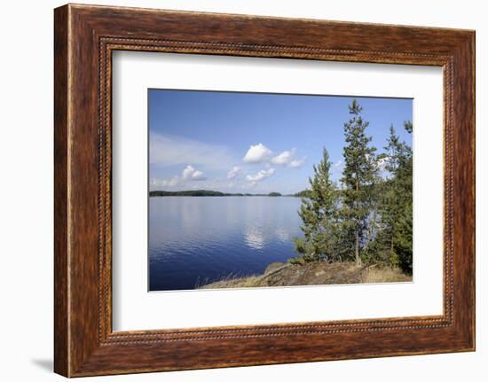 Young Scots Pine Trees (Pinus Sylvestris) Growing Near Rocky Shore of Lake Saimaa-Nick Upton-Framed Photographic Print