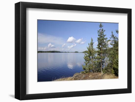 Young Scots Pine Trees (Pinus Sylvestris) Growing Near Rocky Shore of Lake Saimaa-Nick Upton-Framed Photographic Print