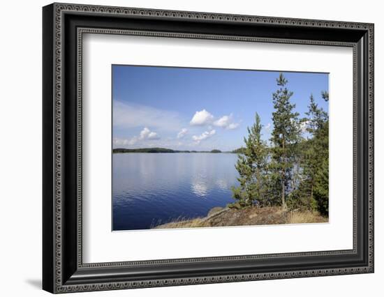 Young Scots Pine Trees (Pinus Sylvestris) Growing Near Rocky Shore of Lake Saimaa-Nick Upton-Framed Photographic Print