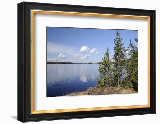 Young Scots Pine Trees (Pinus Sylvestris) Growing Near Rocky Shore of Lake Saimaa-Nick Upton-Framed Photographic Print