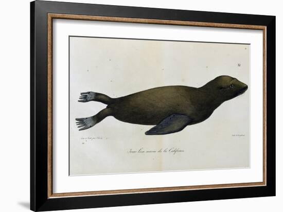 Young Sea Lion-null-Framed Giclee Print