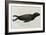 Young Sea Lion-null-Framed Giclee Print