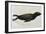 Young Sea Lion-null-Framed Giclee Print