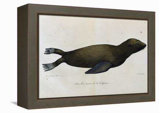 Young Sea Lion-null-Framed Premier Image Canvas