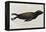 Young Sea Lion-null-Framed Premier Image Canvas