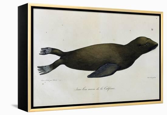 Young Sea Lion-null-Framed Premier Image Canvas