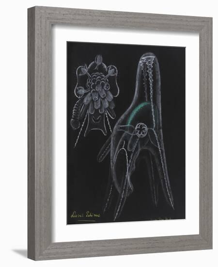 Young Sea Urchin (Larvae Echinus)-Philip Henry Gosse-Framed Giclee Print