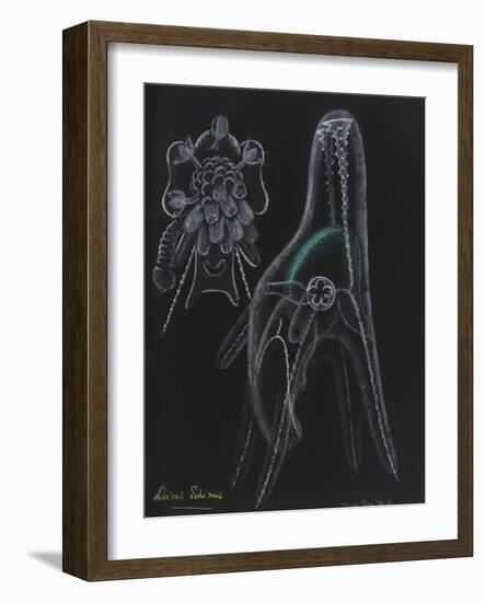 Young Sea Urchin (Larvae Echinus)-Philip Henry Gosse-Framed Giclee Print