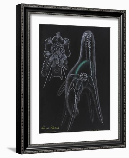 Young Sea Urchin (Larvae Echinus)-Philip Henry Gosse-Framed Giclee Print