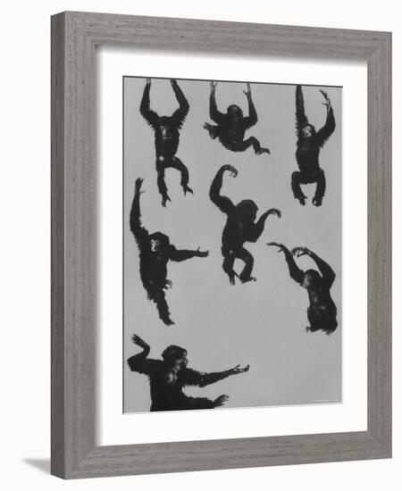 Young Siamans at Zoo-Nina Leen-Framed Photographic Print