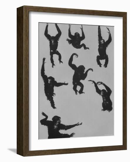 Young Siamans at Zoo-Nina Leen-Framed Photographic Print