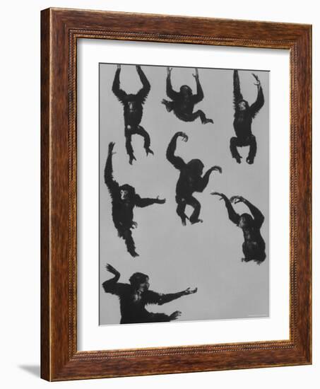 Young Siamans at Zoo-Nina Leen-Framed Photographic Print