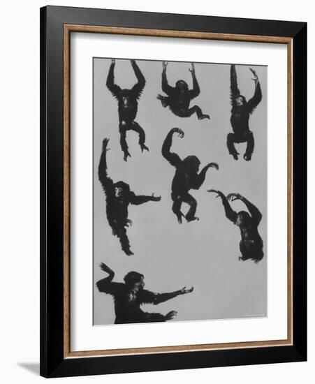 Young Siamans at Zoo-Nina Leen-Framed Photographic Print