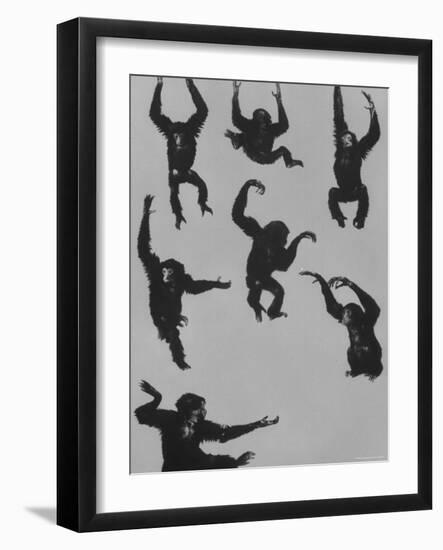 Young Siamans at Zoo-Nina Leen-Framed Photographic Print