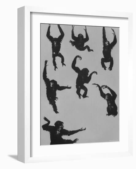 Young Siamans at Zoo-Nina Leen-Framed Photographic Print