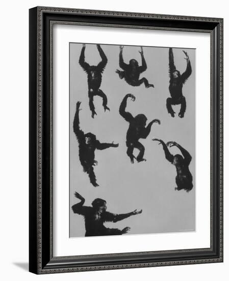 Young Siamans at Zoo-Nina Leen-Framed Photographic Print