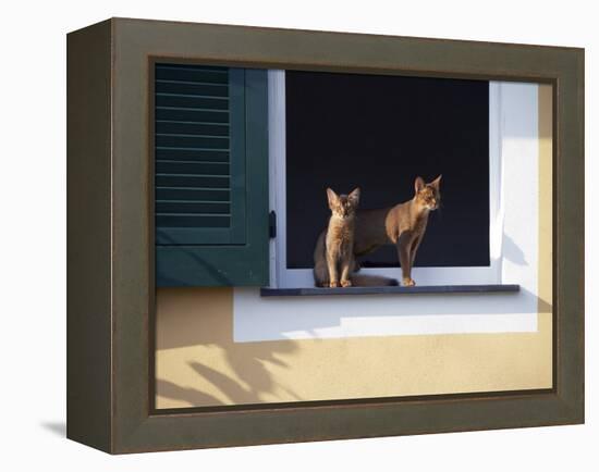 Young Somali Cat and Abyssinian Cat Sitting on Window Ledge, Italy-Adriano Bacchella-Framed Premier Image Canvas