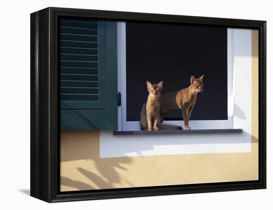 Young Somali Cat and Abyssinian Cat Sitting on Window Ledge, Italy-Adriano Bacchella-Framed Premier Image Canvas