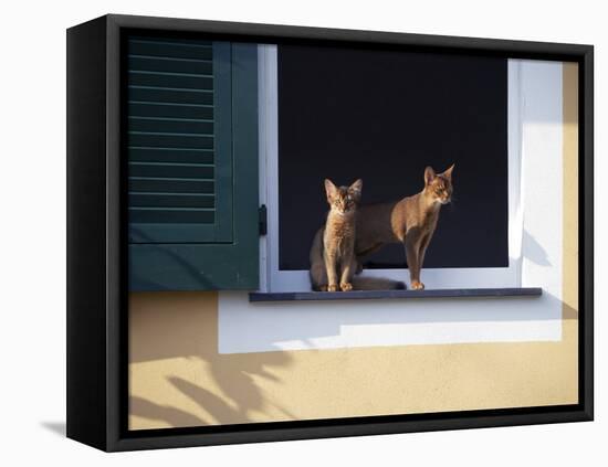 Young Somali Cat and Abyssinian Cat Sitting on Window Ledge, Italy-Adriano Bacchella-Framed Premier Image Canvas