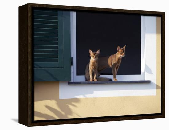 Young Somali Cat and Abyssinian Cat Sitting on Window Ledge, Italy-Adriano Bacchella-Framed Premier Image Canvas