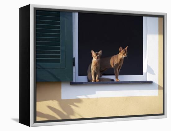 Young Somali Cat and Abyssinian Cat Sitting on Window Ledge, Italy-Adriano Bacchella-Framed Premier Image Canvas