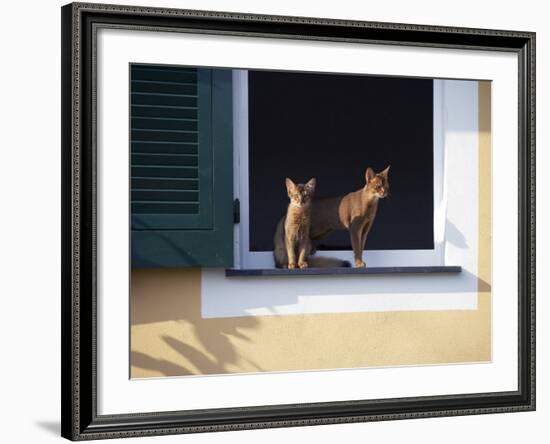 Young Somali Cat and Abyssinian Cat Sitting on Window Ledge, Italy-Adriano Bacchella-Framed Photographic Print