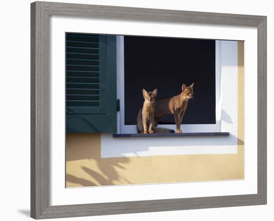 Young Somali Cat and Abyssinian Cat Sitting on Window Ledge, Italy-Adriano Bacchella-Framed Photographic Print