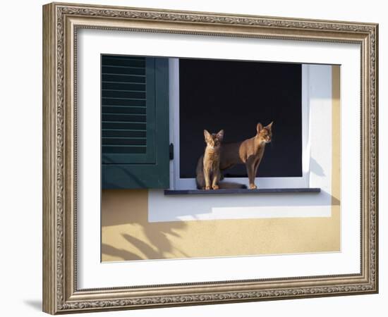 Young Somali Cat and Abyssinian Cat Sitting on Window Ledge, Italy-Adriano Bacchella-Framed Photographic Print