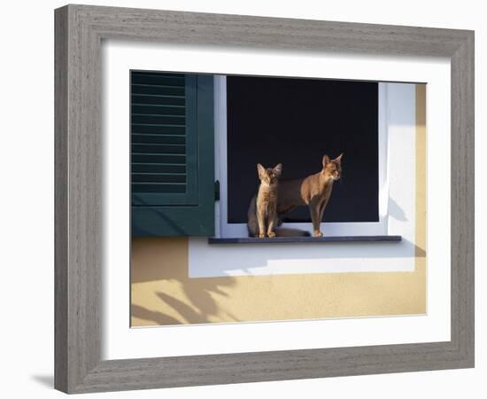 Young Somali Cat and Abyssinian Cat Sitting on Window Ledge, Italy-Adriano Bacchella-Framed Photographic Print