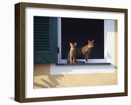 Young Somali Cat and Abyssinian Cat Sitting on Window Ledge, Italy-Adriano Bacchella-Framed Photographic Print