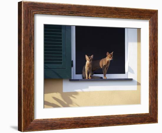 Young Somali Cat and Abyssinian Cat Sitting on Window Ledge, Italy-Adriano Bacchella-Framed Photographic Print