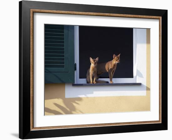 Young Somali Cat and Abyssinian Cat Sitting on Window Ledge, Italy-Adriano Bacchella-Framed Photographic Print