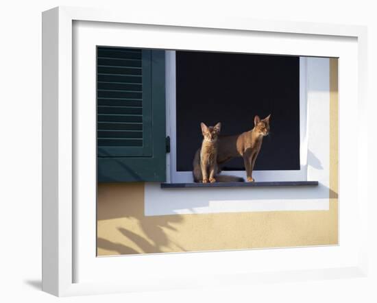 Young Somali Cat and Abyssinian Cat Sitting on Window Ledge, Italy-Adriano Bacchella-Framed Photographic Print