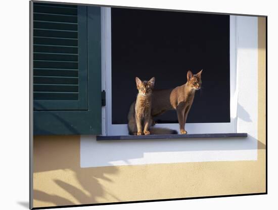 Young Somali Cat and Abyssinian Cat Sitting on Window Ledge, Italy-Adriano Bacchella-Mounted Photographic Print
