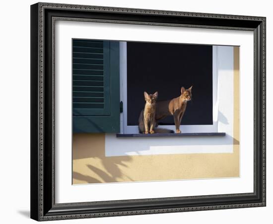 Young Somali Cat and Abyssinian Cat Sitting on Window Ledge, Italy-Adriano Bacchella-Framed Photographic Print