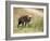 Young Spotted Hyena, Picking up a Scent, Kruger National Park, Mpumalanga, South Africa-Ann & Steve Toon-Framed Photographic Print