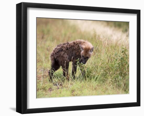 Young Spotted Hyena, Picking up a Scent, Kruger National Park, Mpumalanga, South Africa-Ann & Steve Toon-Framed Photographic Print