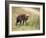 Young Spotted Hyena, Picking up a Scent, Kruger National Park, Mpumalanga, South Africa-Ann & Steve Toon-Framed Photographic Print