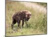 Young Spotted Hyena, Picking up a Scent, Kruger National Park, Mpumalanga, South Africa-Ann & Steve Toon-Mounted Photographic Print