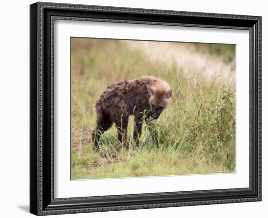 Young Spotted Hyena, Picking up a Scent, Kruger National Park, Mpumalanga, South Africa-Ann & Steve Toon-Framed Photographic Print