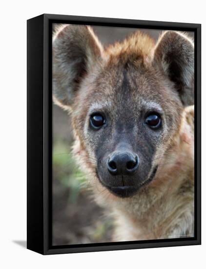 Young Spotted Hyena, Tanzania-Charles Sleicher-Framed Premier Image Canvas