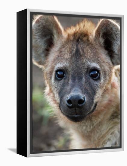 Young Spotted Hyena, Tanzania-Charles Sleicher-Framed Premier Image Canvas